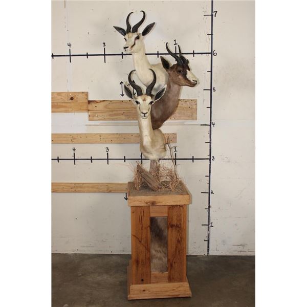 1 Common, 1 Chocolate, and 1 White SPRINGBOK on a Rustic Wood Pedestal with Wheels