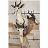 Image 5 : 1 Common, 1 Chocolate, and 1 White SPRINGBOK on a Rustic Wood Pedestal with Wheels