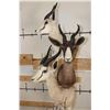 Image 6 : 1 Common, 1 Chocolate, and 1 White SPRINGBOK on a Rustic Wood Pedestal with Wheels
