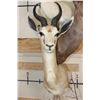 Image 7 : 1 Common, 1 Chocolate, and 1 White SPRINGBOK on a Rustic Wood Pedestal with Wheels