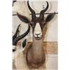 Image 8 : 1 Common, 1 Chocolate, and 1 White SPRINGBOK on a Rustic Wood Pedestal with Wheels