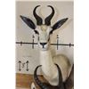 Image 9 : 1 Common, 1 Chocolate, and 1 White SPRINGBOK on a Rustic Wood Pedestal with Wheels