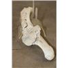 Image 10 : Scrimshawed HIPPOPOTAMUS Leg Bone by African artist JK ZULU