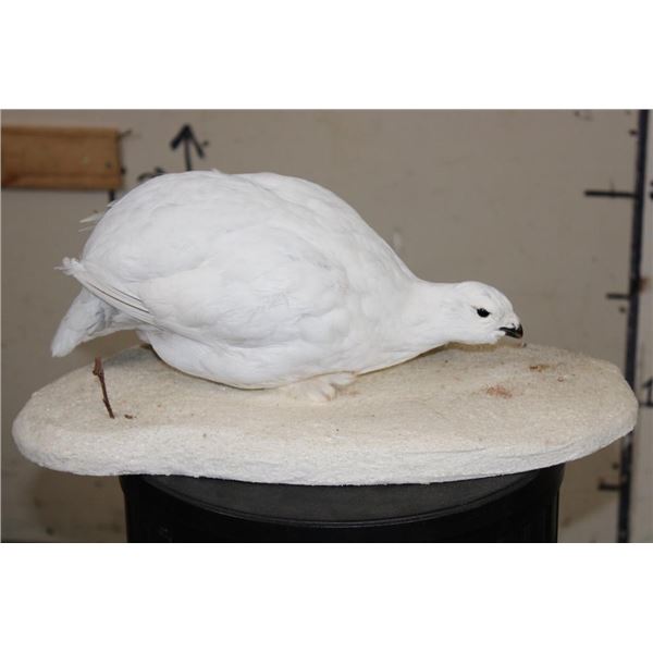Life-sized WHITE-TAILED PTARMIGAN mounted on a Snowy Base