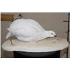 Image 1 : Life-sized WHITE-TAILED PTARMIGAN mounted on a Snowy Base