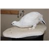 Image 4 : Life-sized WHITE-TAILED PTARMIGAN mounted on a Snowy Base