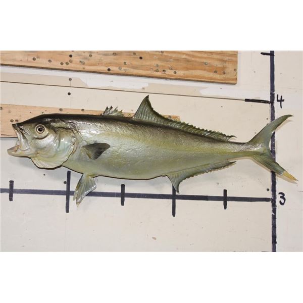*Real Skin* GREATER AMBERJACK Fish Mount