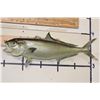 Image 1 : *Real Skin* GREATER AMBERJACK Fish Mount