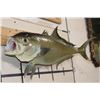 Image 2 : *Real Skin* GREATER AMBERJACK Fish Mount