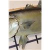 Image 5 : *Real Skin* GREATER AMBERJACK Fish Mount