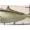 Image 7 : *Real Skin* GREATER AMBERJACK Fish Mount