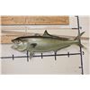 Image 9 : *Real Skin* GREATER AMBERJACK Fish Mount
