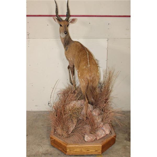 Life-sized BUSHBUCK on a Base with Wheels