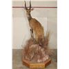 Image 1 : Life-sized BUSHBUCK on a Base with Wheels
