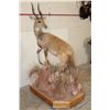Image 3 : Life-sized BUSHBUCK on a Base with Wheels