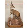 Image 8 : Life-sized BUSHBUCK on a Base with Wheels