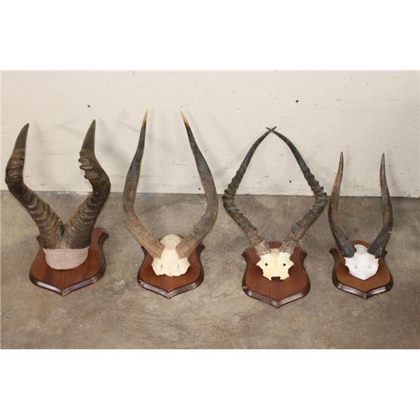 (1) HARTEBEEST, (1) NYALA, (1) IMPALA, and (1) BUSHBUCK Horn Sets on Wooden Plaques (ONE$)