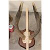 Image 3 : (1) HARTEBEEST, (1) NYALA, (1) IMPALA, and (1) BUSHBUCK Horn Sets on Wooden Plaques (ONE$)