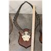 Image 4 : (1) HARTEBEEST, (1) NYALA, (1) IMPALA, and (1) BUSHBUCK Horn Sets on Wooden Plaques (ONE$)