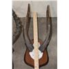 Image 5 : (1) HARTEBEEST, (1) NYALA, (1) IMPALA, and (1) BUSHBUCK Horn Sets on Wooden Plaques (ONE$)