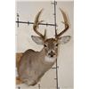 Image 1 : 8-Point WHITETAIL DEER Shoulder Mount with a Tall Basket