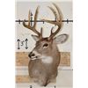 Image 2 : 8-Point WHITETAIL DEER Shoulder Mount with a Tall Basket