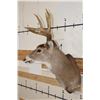 Image 3 : 8-Point WHITETAIL DEER Shoulder Mount with a Tall Basket