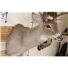 Image 5 : 8-Point WHITETAIL DEER Shoulder Mount with a Tall Basket