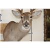 Image 6 : 8-Point WHITETAIL DEER Shoulder Mount with a Tall Basket