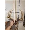 Image 9 : 8-Point WHITETAIL DEER Shoulder Mount with a Tall Basket