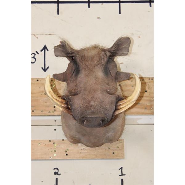 WARTHOG Shoulder Mount