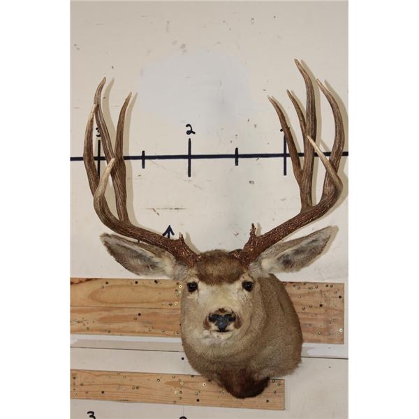 11-Point MULE DEER Shoulder Mount
