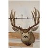 Image 1 : 11-Point MULE DEER Shoulder Mount