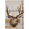 Image 2 : 11-Point MULE DEER Shoulder Mount