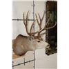 Image 3 : 11-Point MULE DEER Shoulder Mount