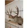 Image 4 : 11-Point MULE DEER Shoulder Mount