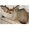 Image 5 : 11-Point MULE DEER Shoulder Mount