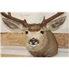 Image 6 : 11-Point MULE DEER Shoulder Mount
