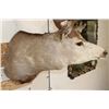 Image 7 : 11-Point MULE DEER Shoulder Mount