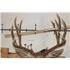 Image 9 : 11-Point MULE DEER Shoulder Mount