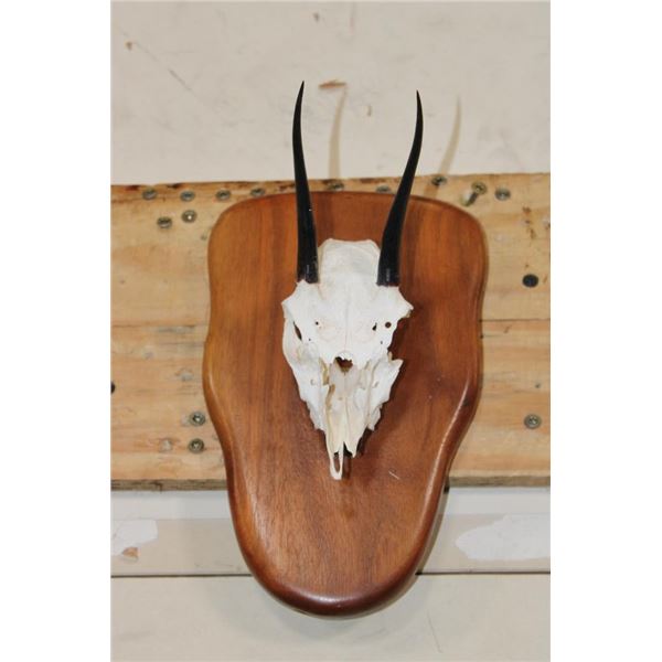 STEENBOK Skull on a Wooden Plaque
