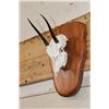Image 2 : STEENBOK Skull on a Wooden Plaque