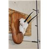 Image 3 : STEENBOK Skull on a Wooden Plaque