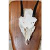 Image 5 : STEENBOK Skull on a Wooden Plaque