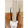 Image 7 : STEENBOK Skull on a Wooden Plaque