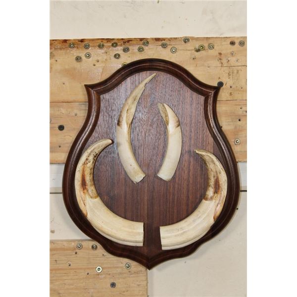WARTHOG Tusk Set on a Wooden Plaque