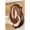 Image 2 : WARTHOG Tusk Set on a Wooden Plaque