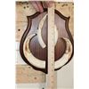 Image 4 : WARTHOG Tusk Set on a Wooden Plaque