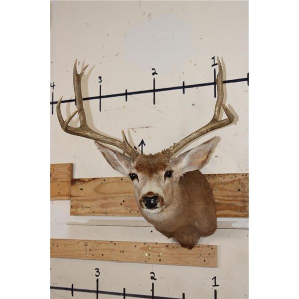 7-Point MULE DEER Shoulder Mount