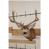 Image 1 : 7-Point MULE DEER Shoulder Mount